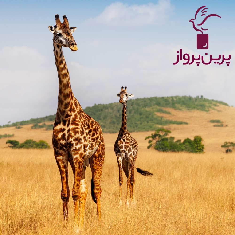 تور کنیا (نایروبی و ماسایی مارا و نایواشا)