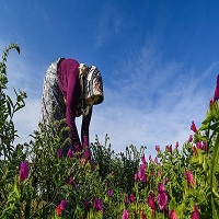 استان گلستان و برداشت گل گاوزبان در روستای فضل آباد