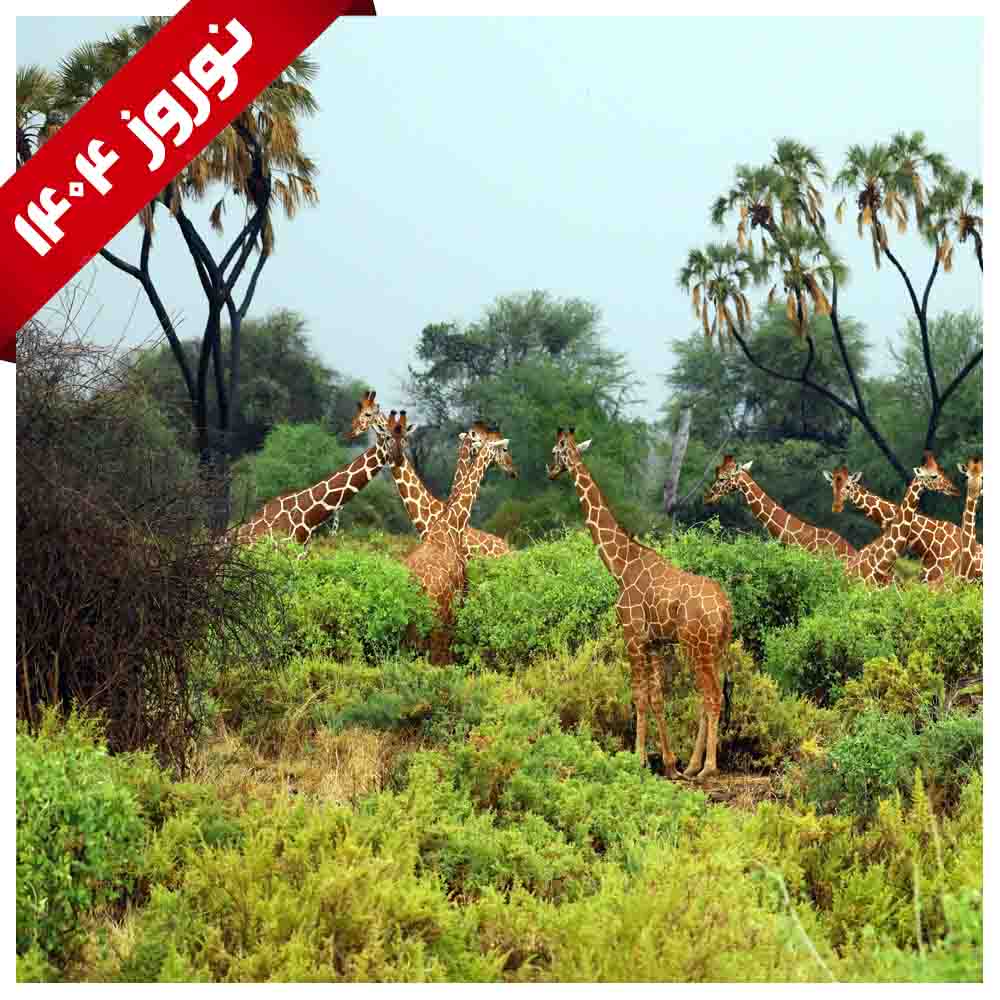 تور ترکیبی آفریقای جنوبی (ژوهانسبورگ و پارک جنگلی پیلانسبرگ و سان سیتی و کیپ تاون)